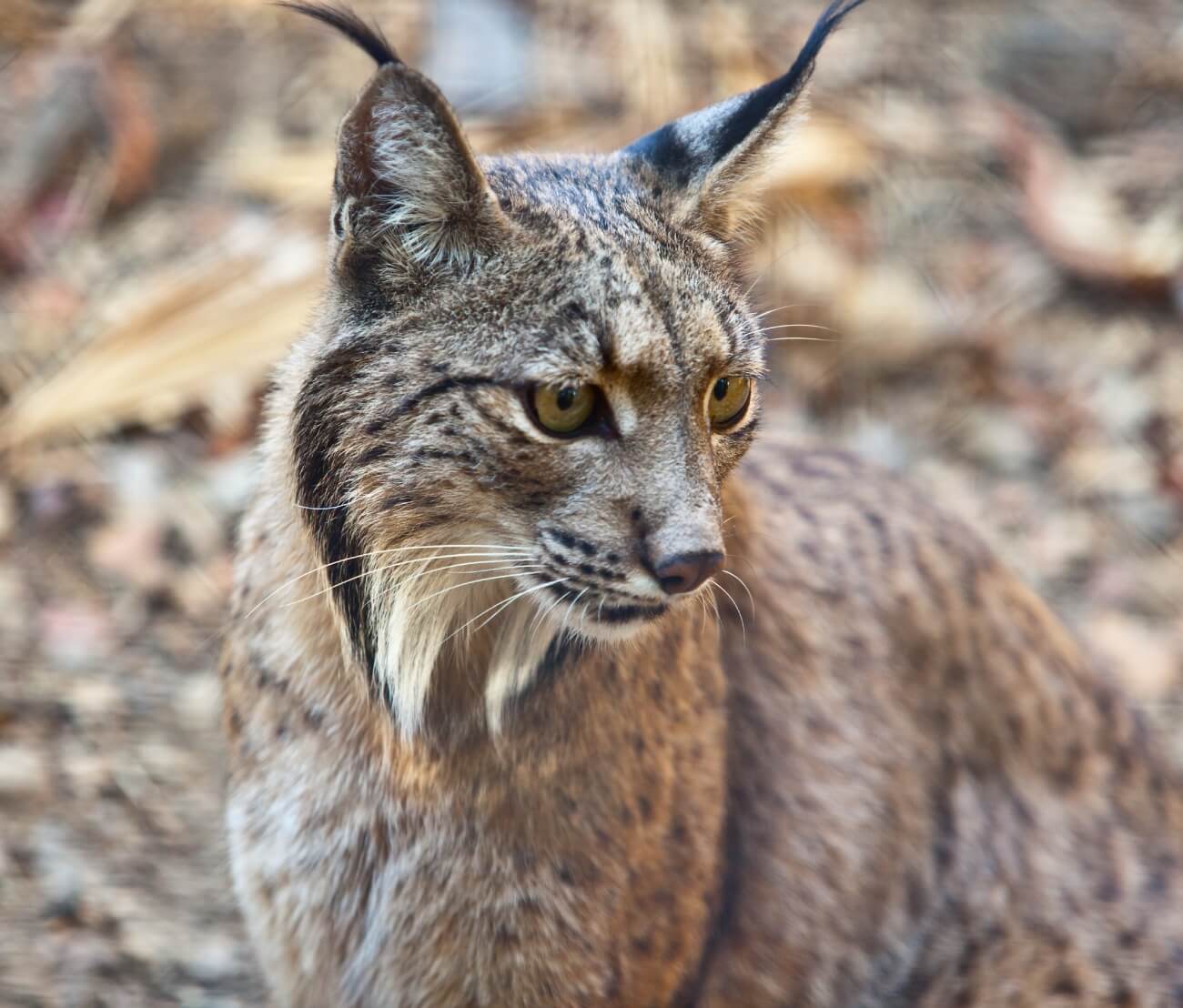  historia de la biodiversidad en España